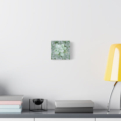 Pachyveria Haagei Succulent Pattern Canvas Print – Botanical Wall Art