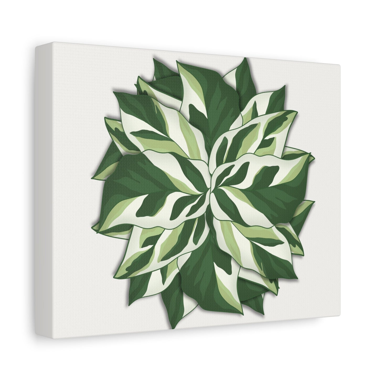 Calathea White Fusion Canvas Print – Botanical Wall Art