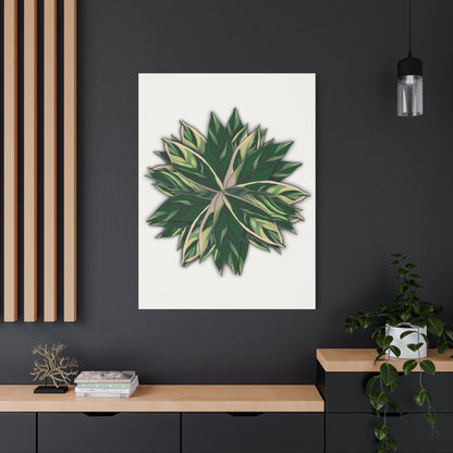 Stromanthe Triostar Canvas Print – Botanical Wall Art