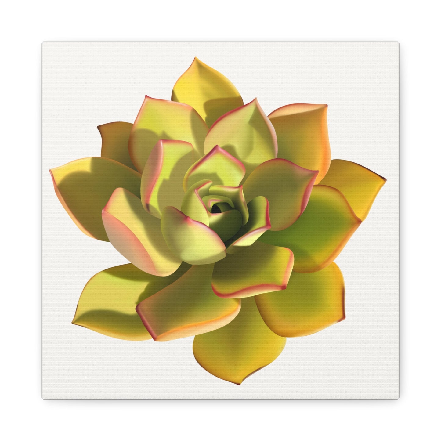 Noble Aeonium Succulent Canvas Print – Botanical Wall Art