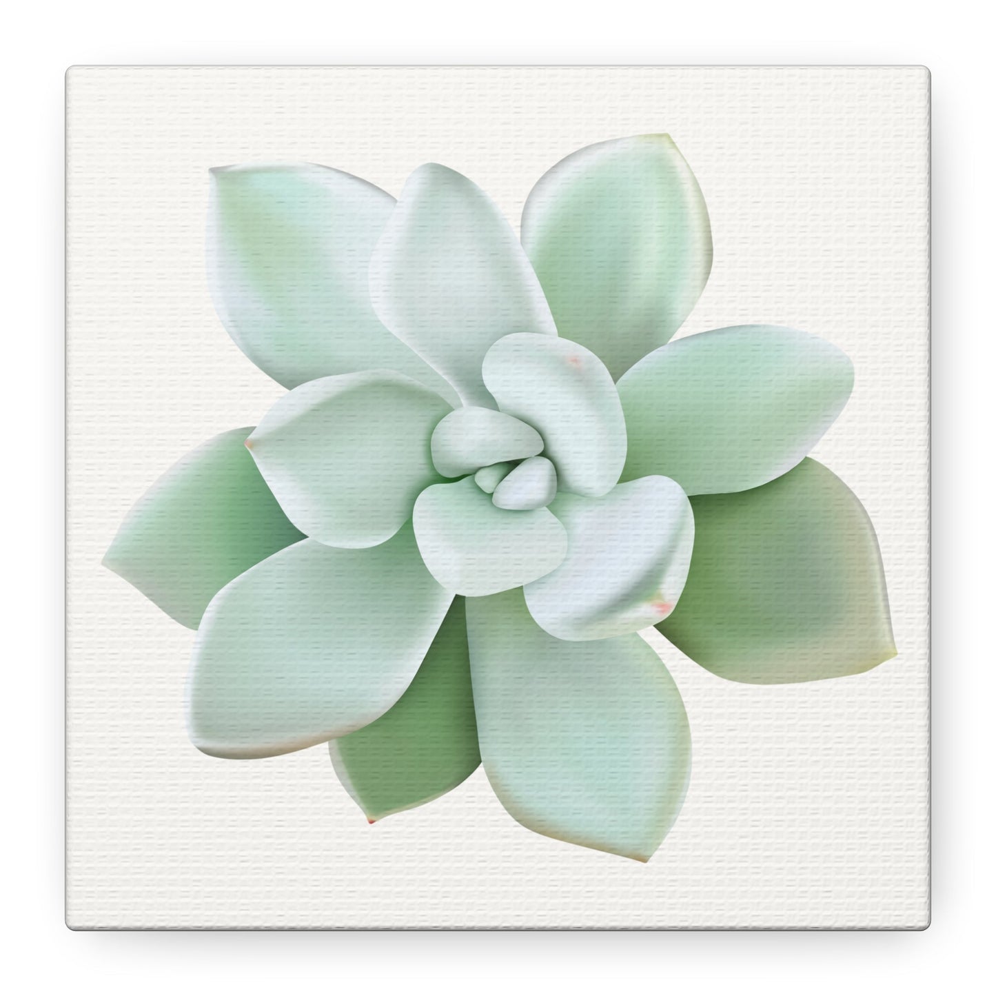 Pachyveria Haagei Succulent Canvas Print – Botanical Wall Art