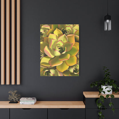 Noble Aeonium Succulent Pattern Canvas Print – Botanical Wall Art