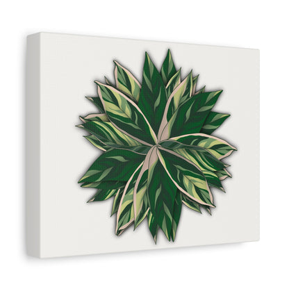Stromanthe Triostar Canvas Print – Botanical Wall Art
