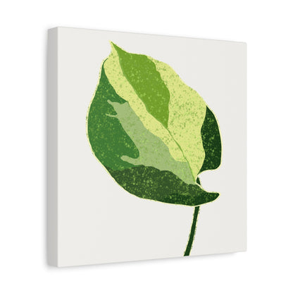 Manjula Pothos Illustrated Canvas Print – Botanical Wall Art
