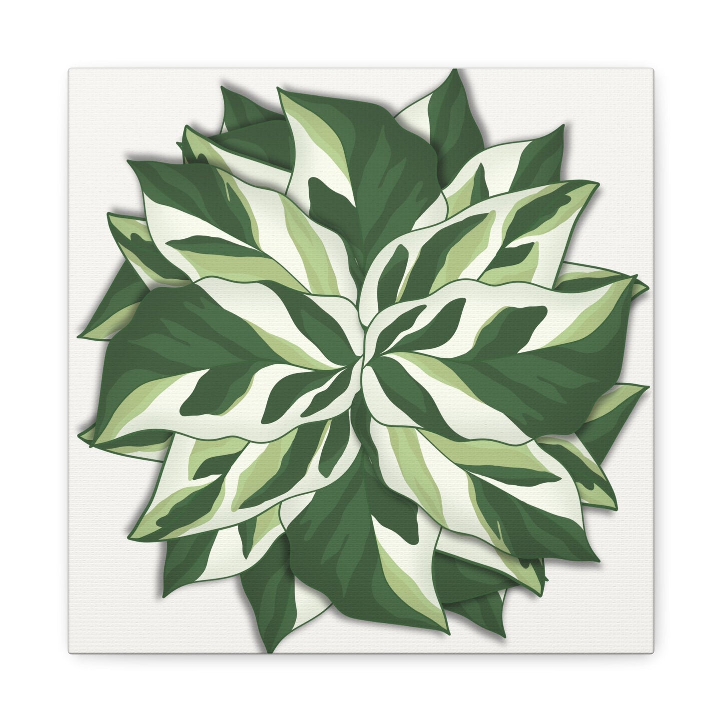 Calathea White Fusion Canvas Print – Botanical Wall Art