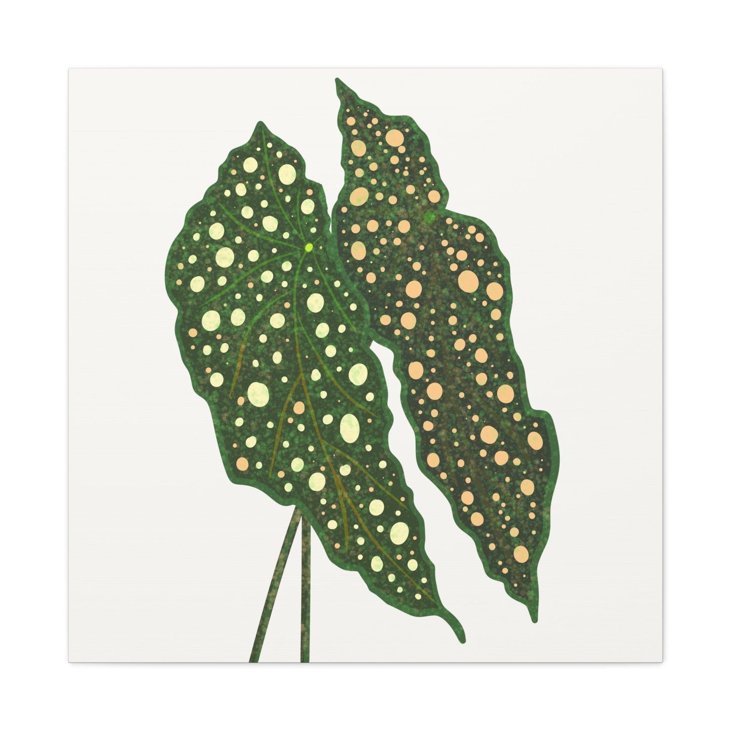 Begonia Maculata Canvas Print – Botanical Wall Art