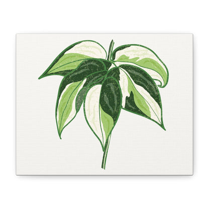 Philodendron Cream Splash Canvas Print – Botanical Wall Art