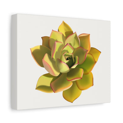 Noble Aeonium Succulent Canvas Print – Botanical Wall Art