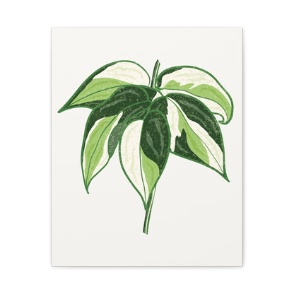 Philodendron Cream Splash Canvas Print – Botanical Wall Art