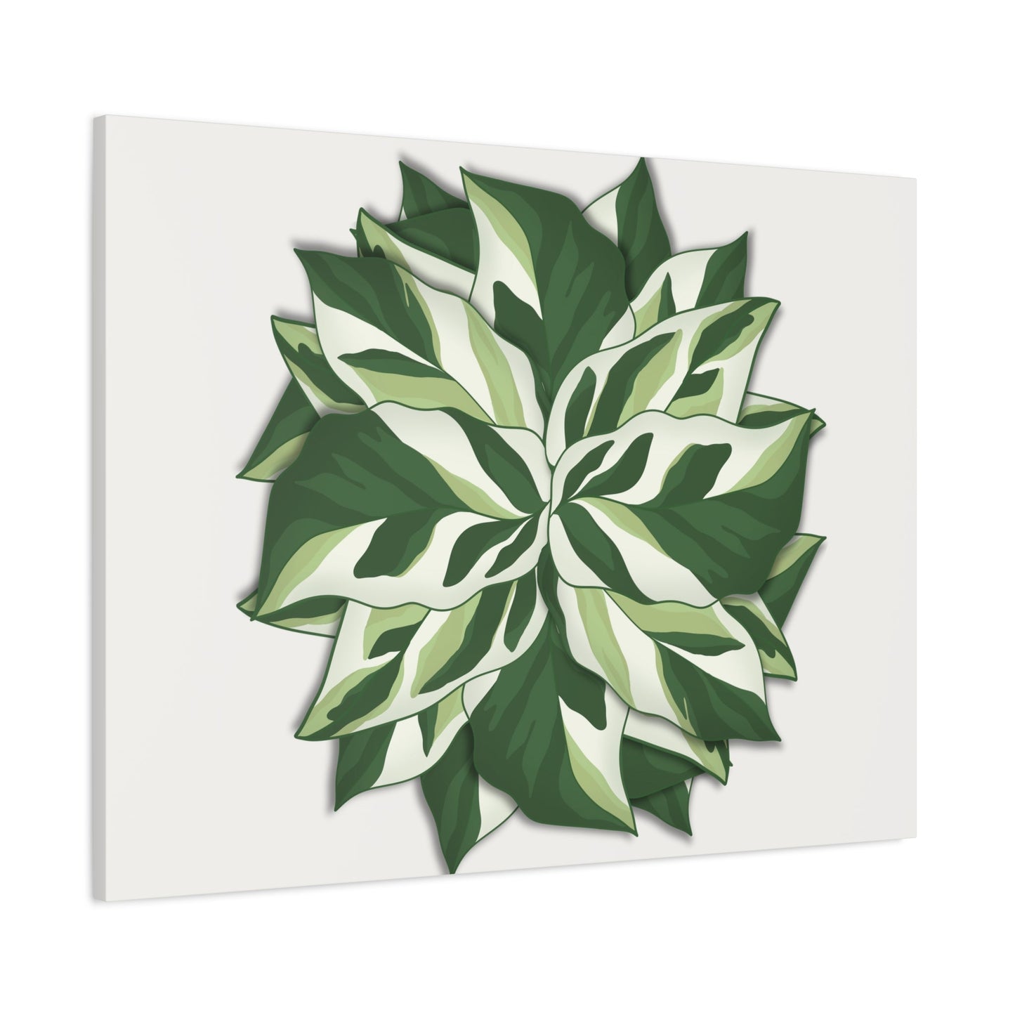 Calathea White Fusion Canvas Print – Botanical Wall Art