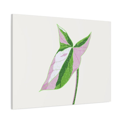Syngonium Tricolor Canvas Print – Botanical Wall Art