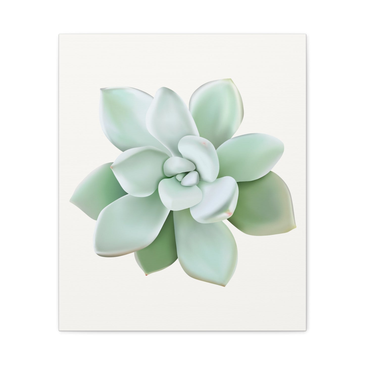 Pachyveria Haagei Succulent Canvas Print – Botanical Wall Art