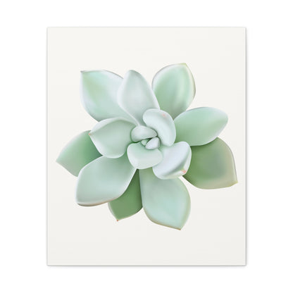 Pachyveria Haagei Succulent Canvas Print – Botanical Wall Art