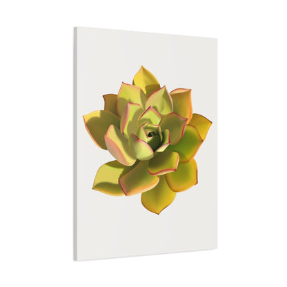 Noble Aeonium Succulent Canvas Print – Botanical Wall Art