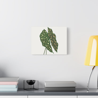 Begonia Maculata Canvas Print – Botanical Wall Art