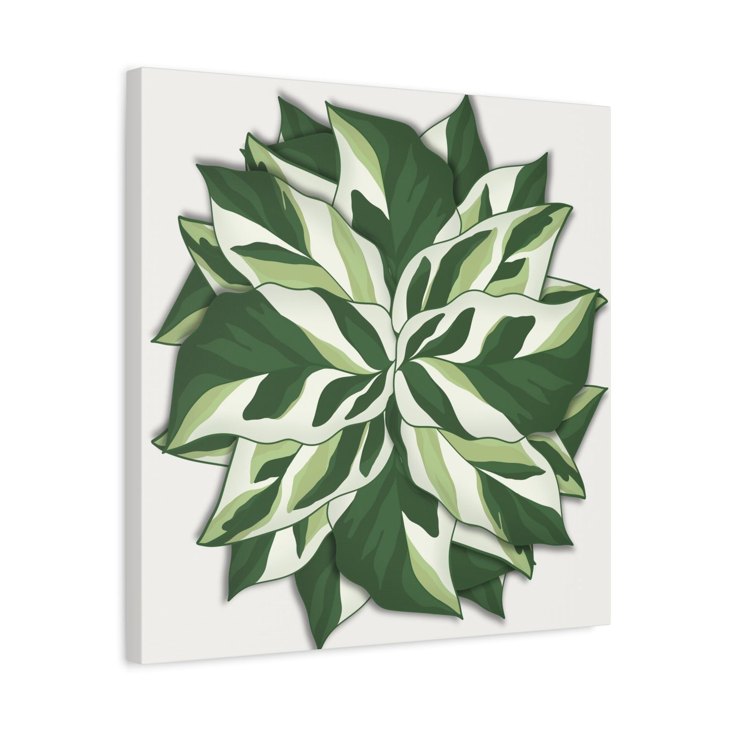 Calathea White Fusion Canvas Print – Botanical Wall Art