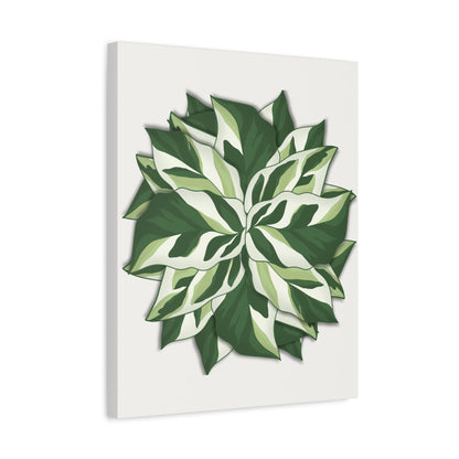 Calathea White Fusion Canvas Print – Botanical Wall Art