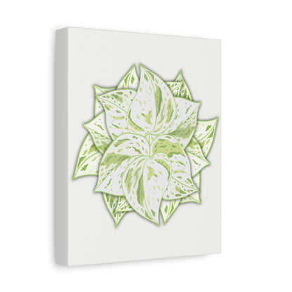 Snow Queen Pothos Canvas Print – Botanical Wall Art