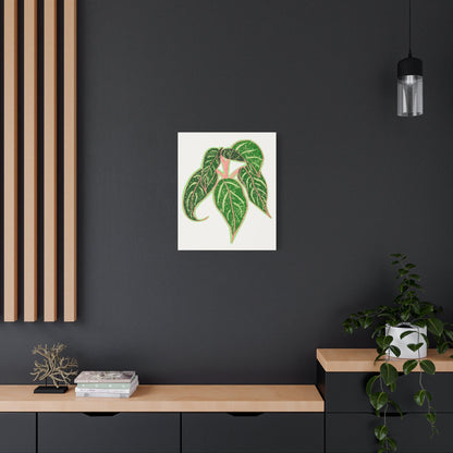 Aglaonema Sparkling Sarah Canvas Print – Botanical Wall Art