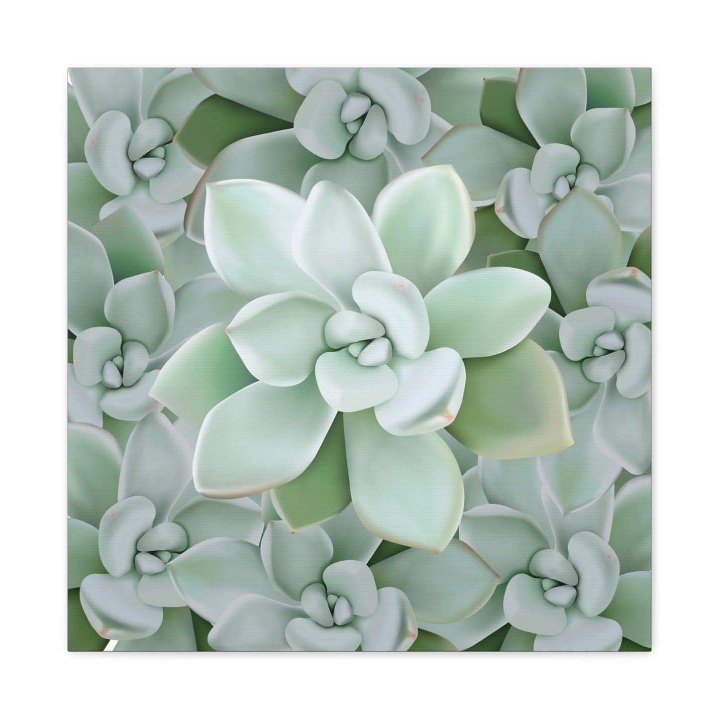 Pachyveria Haagei Succulent Pattern Canvas Print – Botanical Wall Art