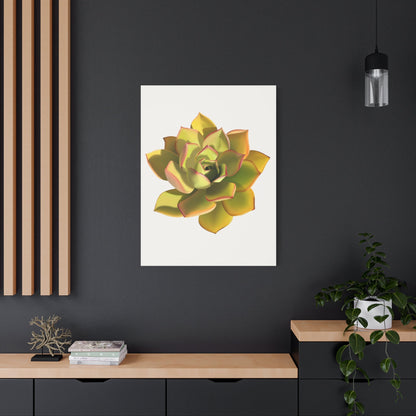 Noble Aeonium Succulent Canvas Print – Botanical Wall Art