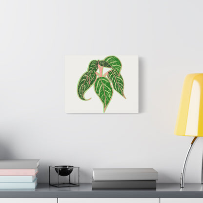 Aglaonema Sparkling Sarah Canvas Print – Botanical Wall Art