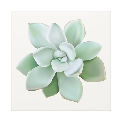 Pachyveria Haagei Succulent Canvas Print – Botanical Wall Art
