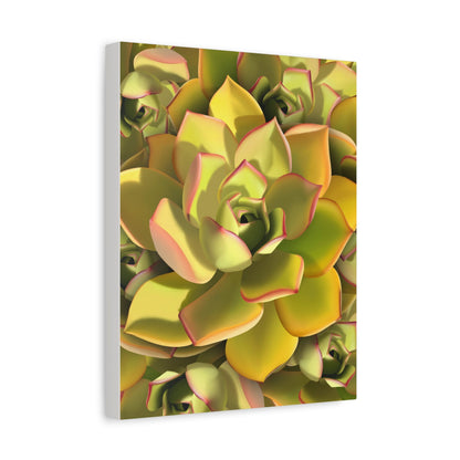 Noble Aeonium Succulent Pattern Canvas Print – Botanical Wall Art
