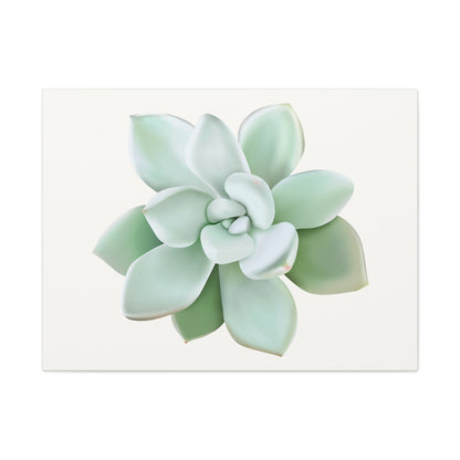 Pachyveria Haagei Succulent Canvas Print – Botanical Wall Art