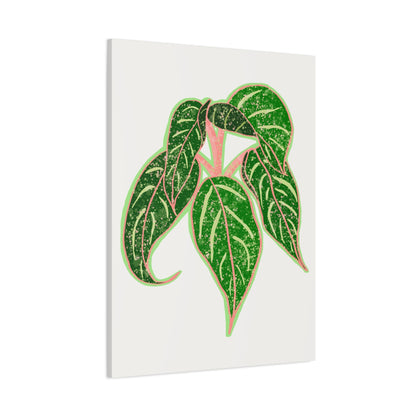 Aglaonema Sparkling Sarah Canvas Print – Botanical Wall Art