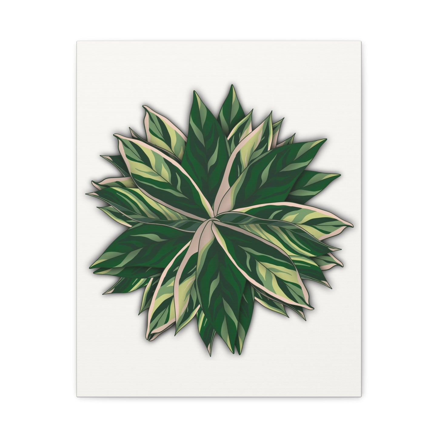 Stromanthe Triostar Canvas Print – Botanical Wall Art