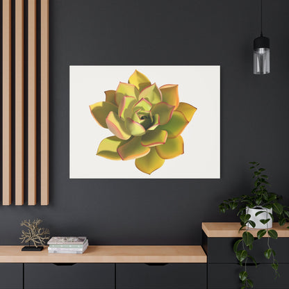 Noble Aeonium Succulent Canvas Print – Botanical Wall Art