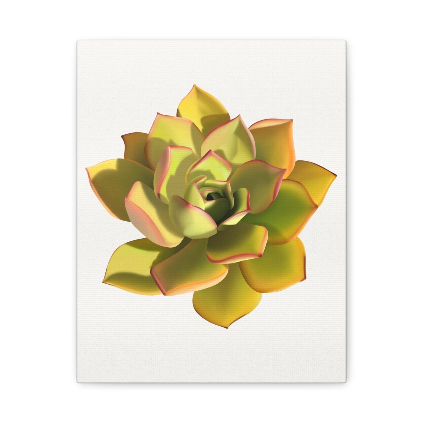 Noble Aeonium Succulent Canvas Print – Botanical Wall Art