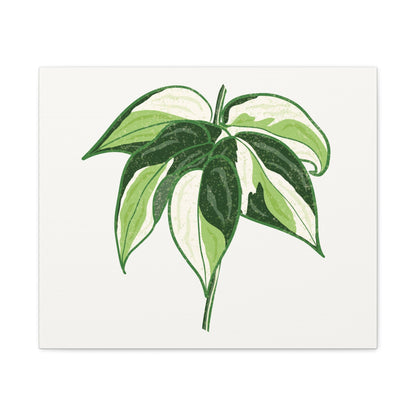 Philodendron Cream Splash Canvas Print – Botanical Wall Art