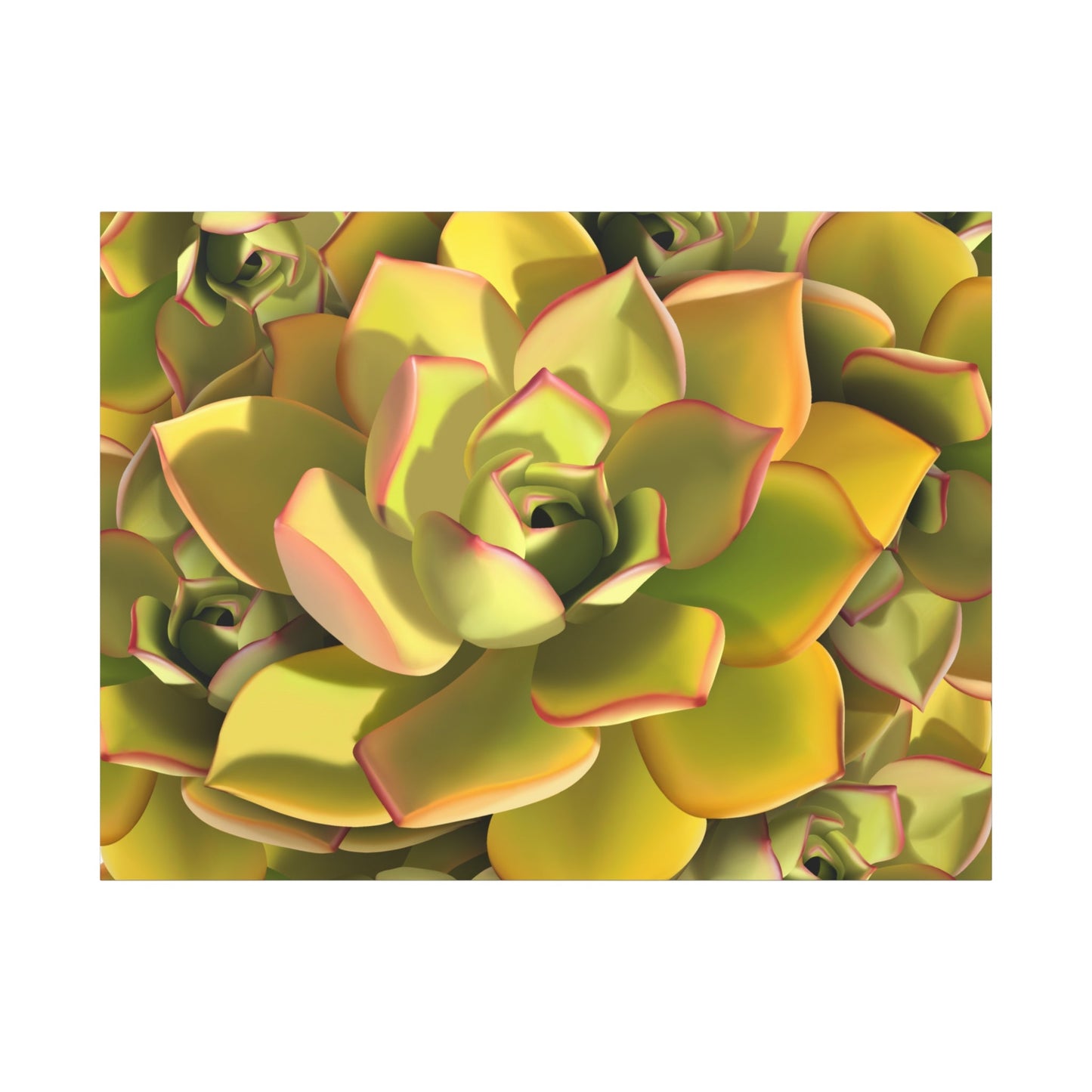 Noble Aeonium Succulent Pattern Canvas Print – Botanical Wall Art