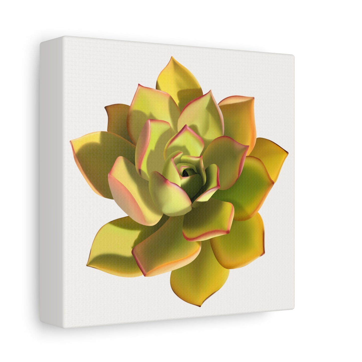 Noble Aeonium Succulent Canvas Print – Botanical Wall Art