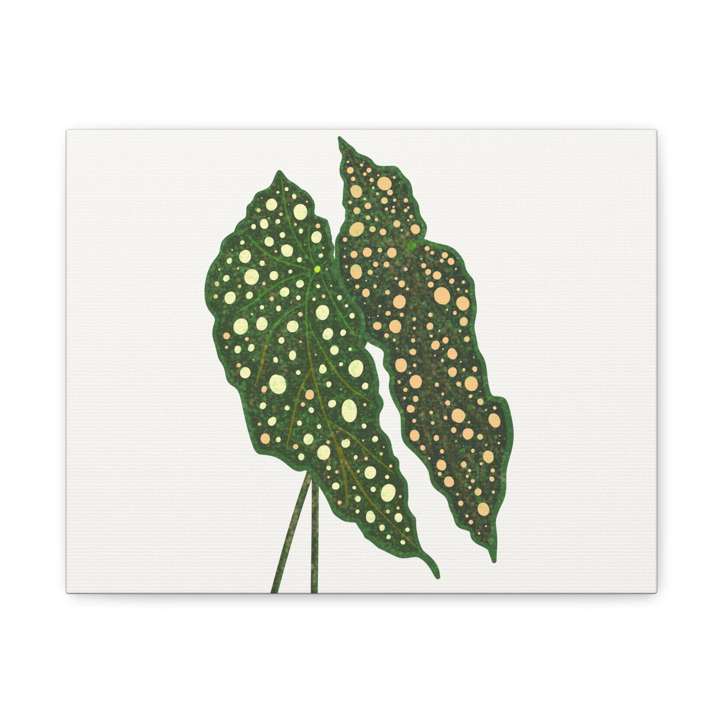 Begonia Maculata Canvas Print – Botanical Wall Art