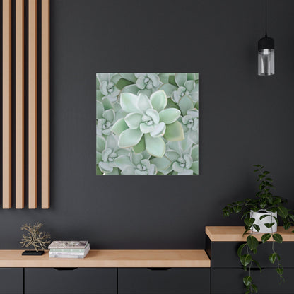 Pachyveria Haagei Succulent Pattern Canvas Print – Botanical Wall Art