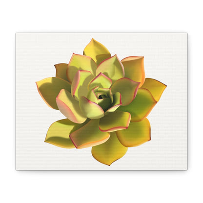 Noble Aeonium Succulent Canvas Print – Botanical Wall Art