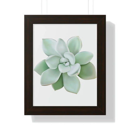 Pachyveria Haagei Succulent Framed Print – Botanical Wall Art