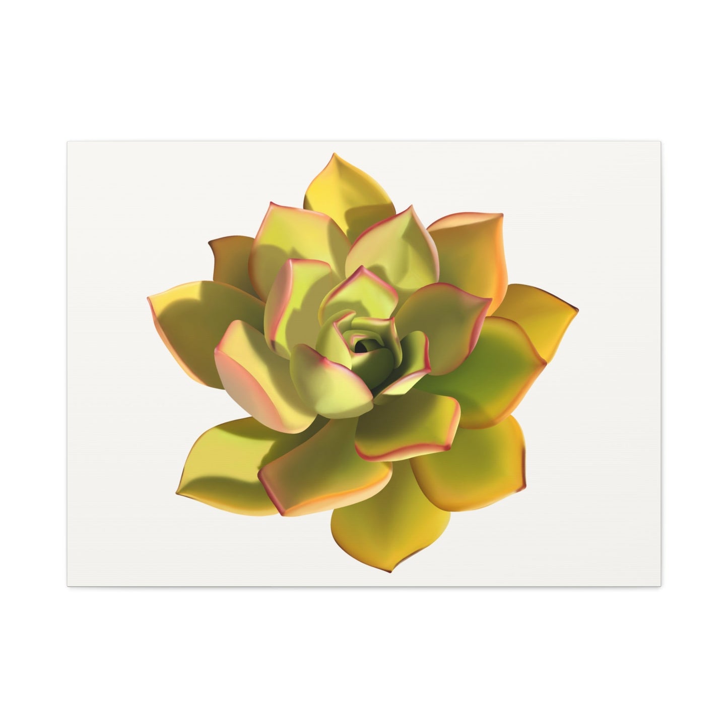 Noble Aeonium Succulent Canvas Print – Botanical Wall Art