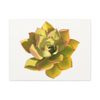Noble Aeonium Succulent Canvas Print – Botanical Wall Art
