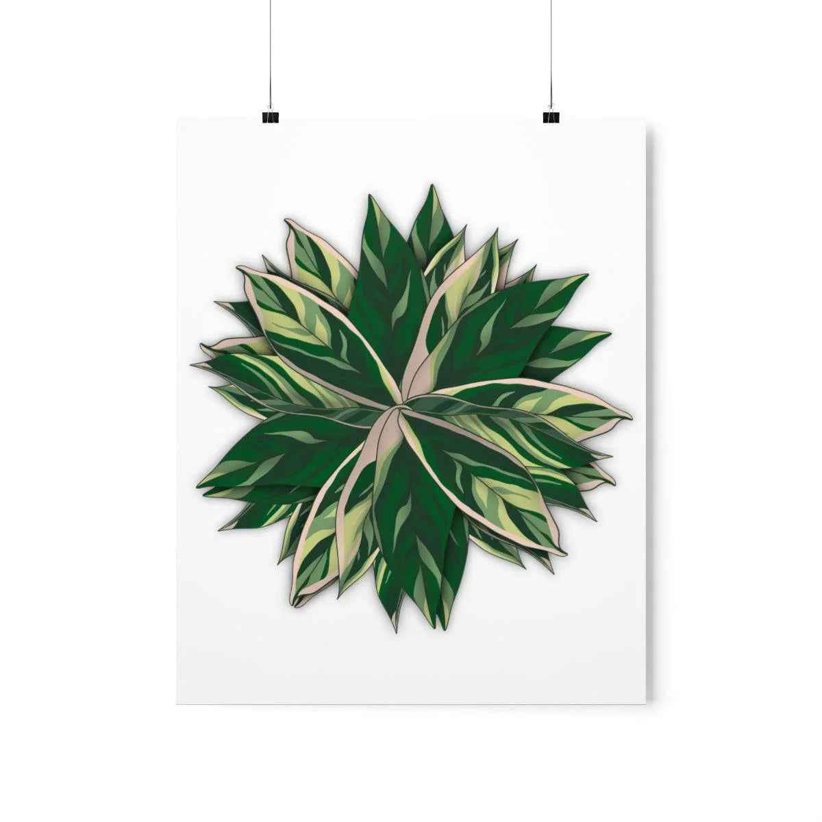 Stromanthe Triostar Botanical Print – Unframed Wall Art