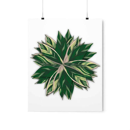 Stromanthe Triostar Botanical Print – Unframed Wall Art