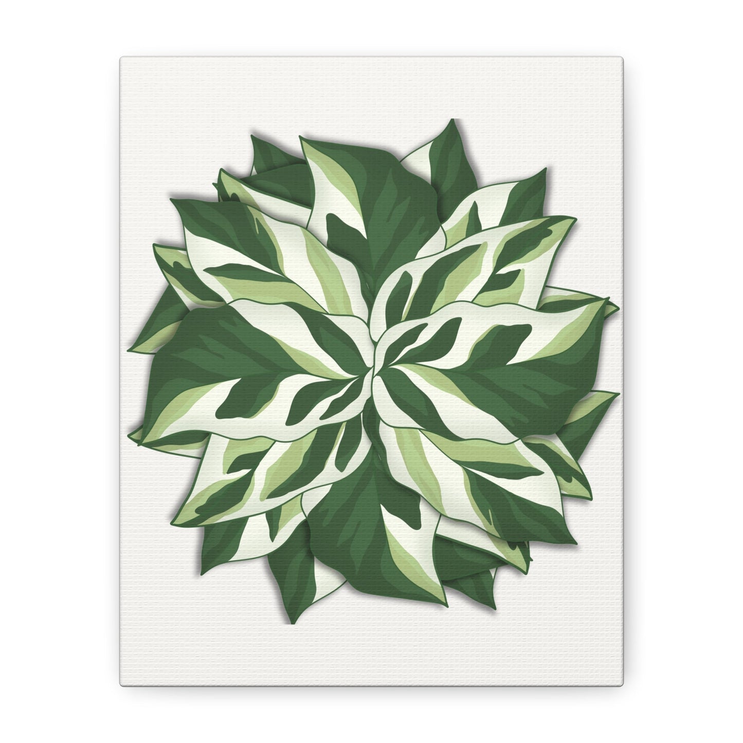 Calathea White Fusion Canvas Print – Botanical Wall Art