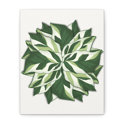 Calathea White Fusion Canvas Print – Botanical Wall Art