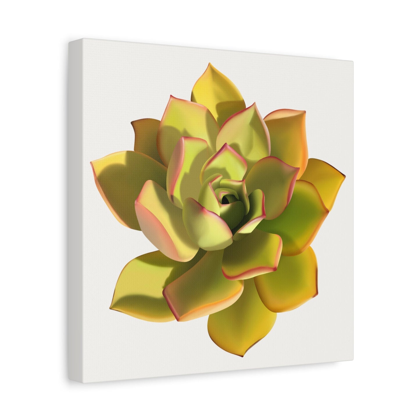 Noble Aeonium Succulent Canvas Print – Botanical Wall Art