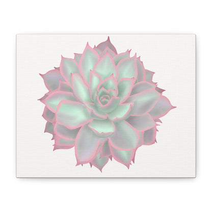Echeveria Violet Queen Succulent Canvas Print – Botanical Wall Art