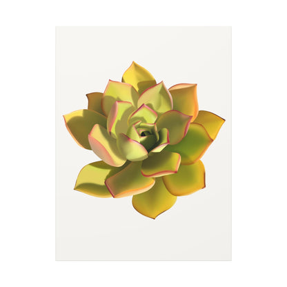 Noble Aeonium Succulent Canvas Print – Botanical Wall Art