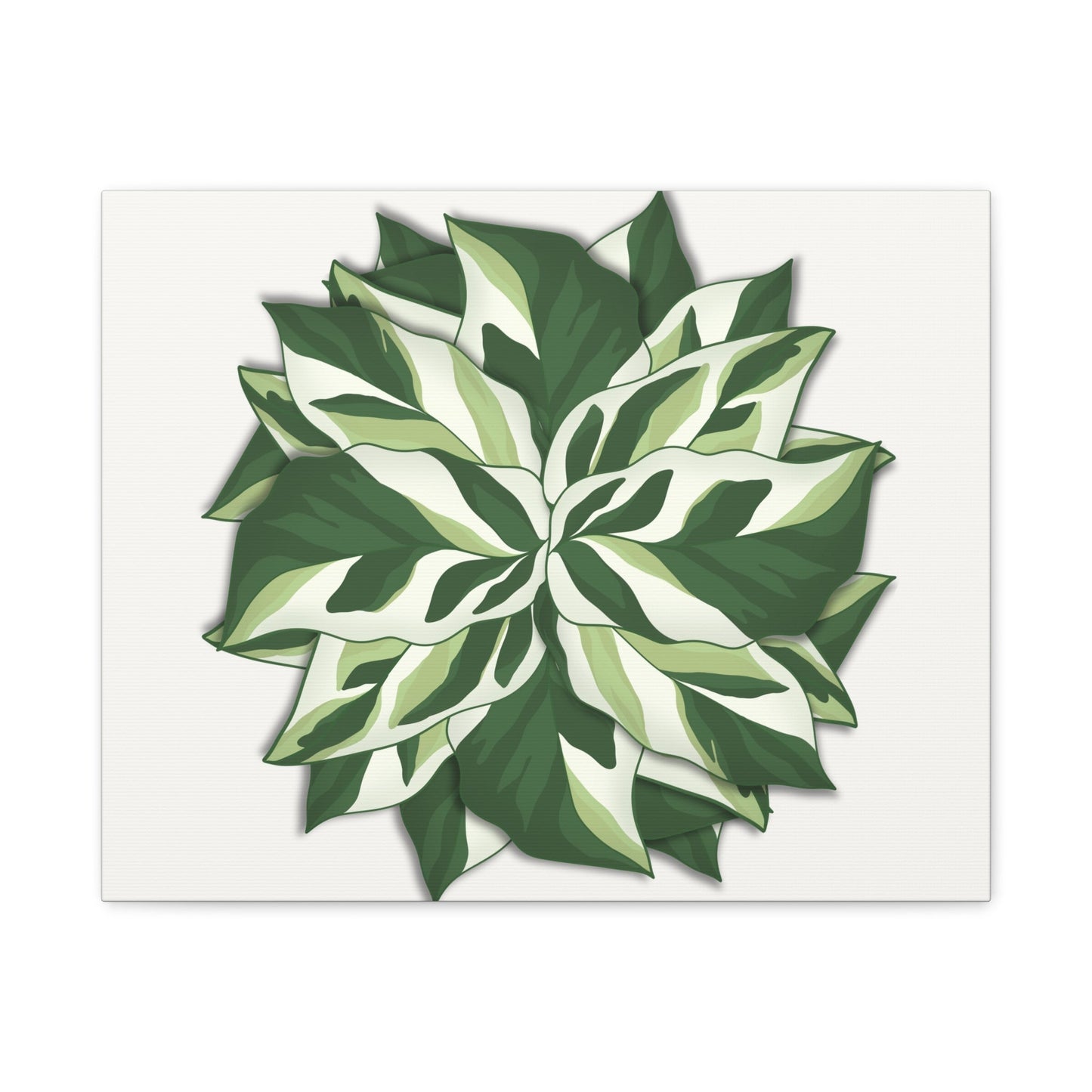 Calathea White Fusion Canvas Print – Botanical Wall Art